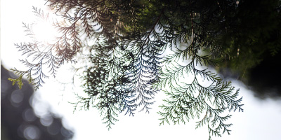 ヒノキ　イメージ