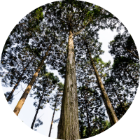 ヒノキってどんな木？