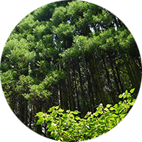 天草の森林事情